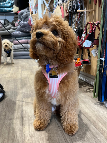 Lulu wears size small in the Louis and Phoebe Candy Striped dog harness pink.