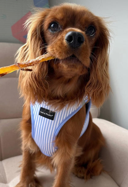 Alfie looking so comfortable in his Candy Striped Harness by Louis and Phoebe