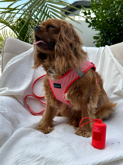 Cavalier King Charles wearing the Louis and Phoebe Candy Striped dog harness red.