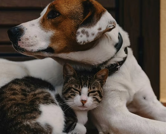 Raw Pet Food For Dogs And Cats.
