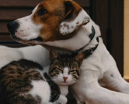 Natural New Zealand Raw Dog and Cat Food.