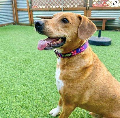 A dog wearing the Cycle Dog Waterproof collar Hearts.