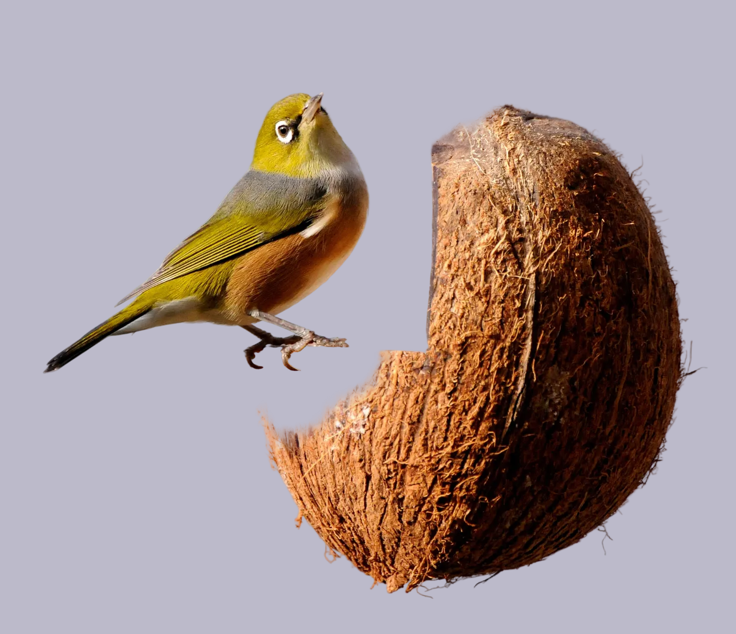Bird feeder NZ
