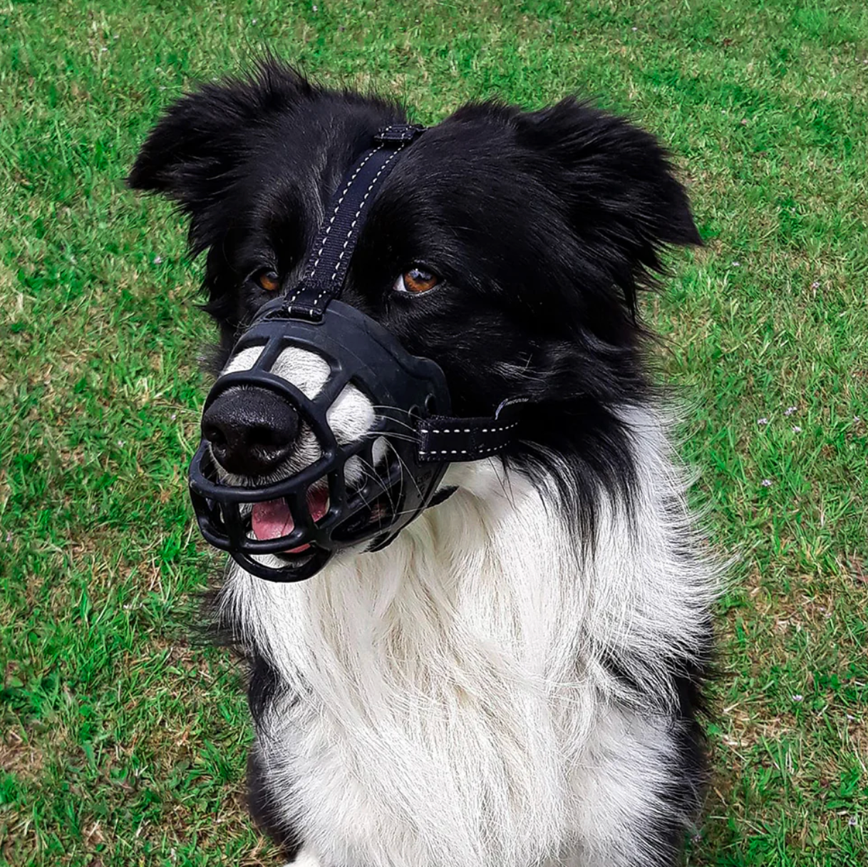Best Dog Muzzle NZ