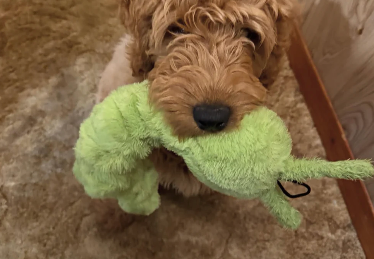Strong Dog tug toy