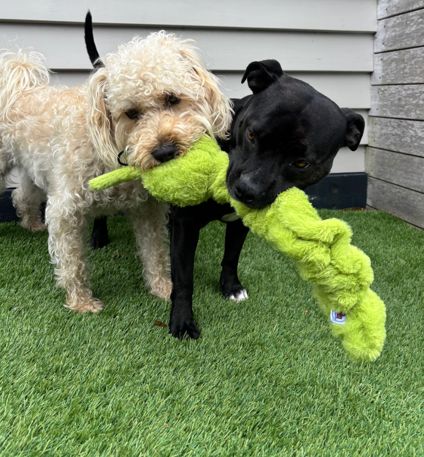 Tough Tug dog toy