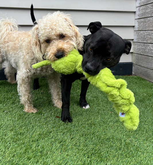 Tough Tug dog toy