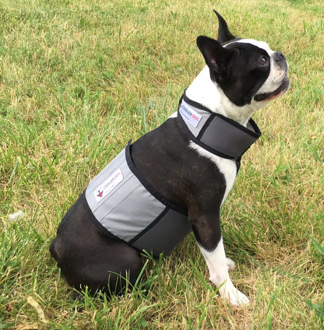 Keeps your dog cool in warm weather 