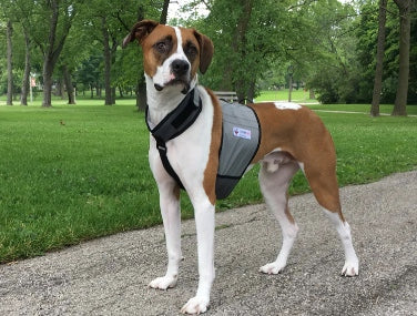 Boxer dog wearing the Cooling Vest from Cooler Dog