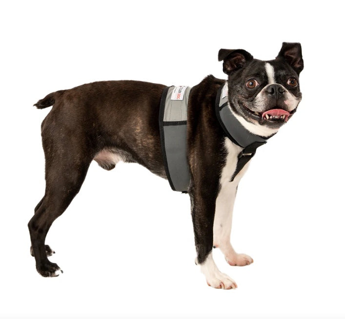 Keeps your dog cool in hot weather.