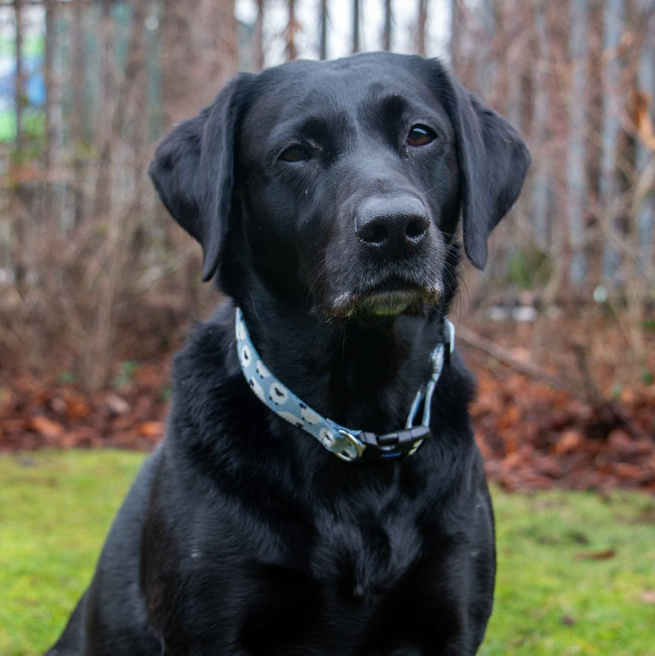 Light blue dog collar