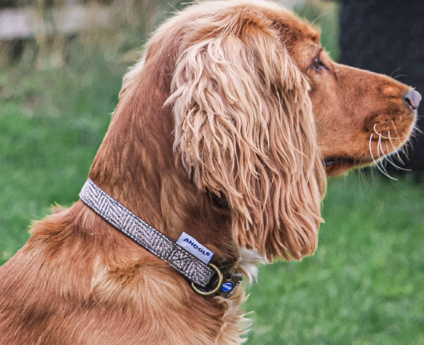 Waterproof dog collar NZ