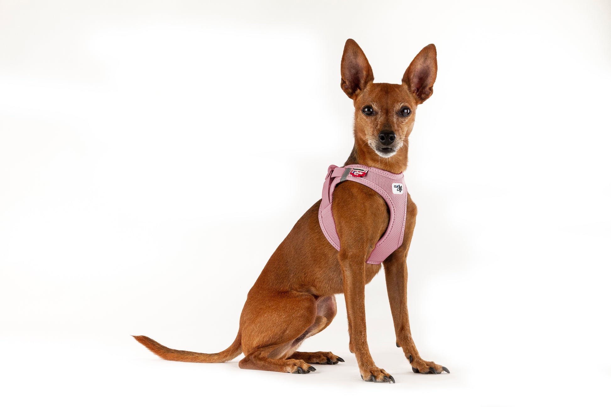 Dog harness for medium dogs NZ