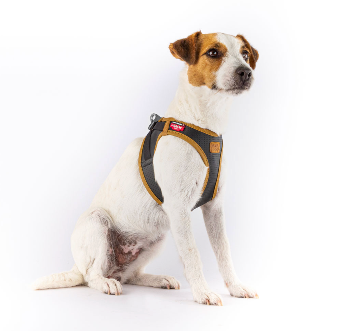 Small dog harness NZ