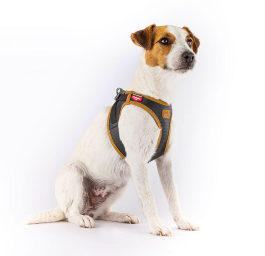 Small dog harness NZ