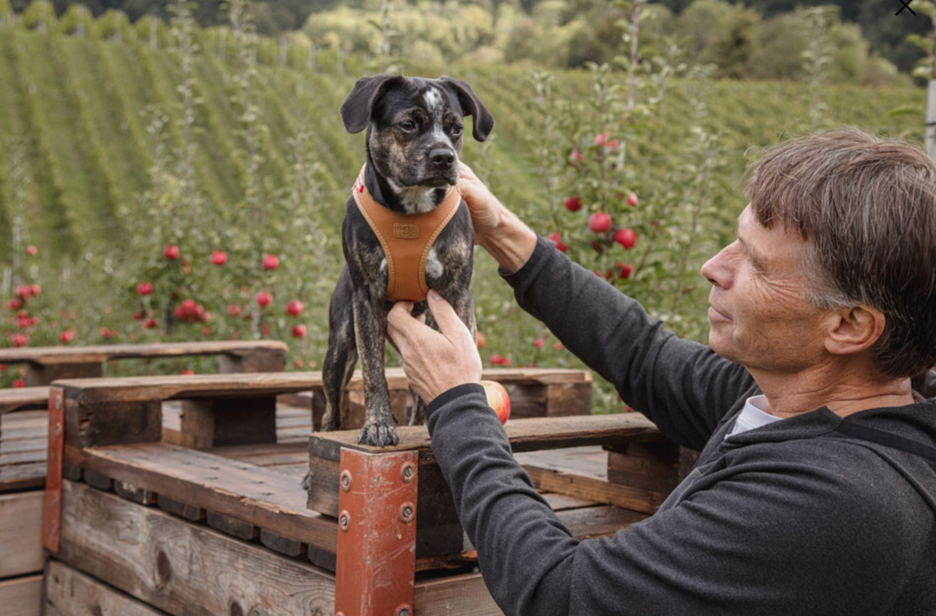 Best dog harness NZ