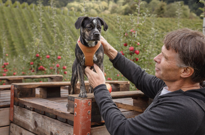 Best dog harness NZ