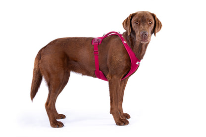 Large Labrador wearing the Belka harness Ruby.