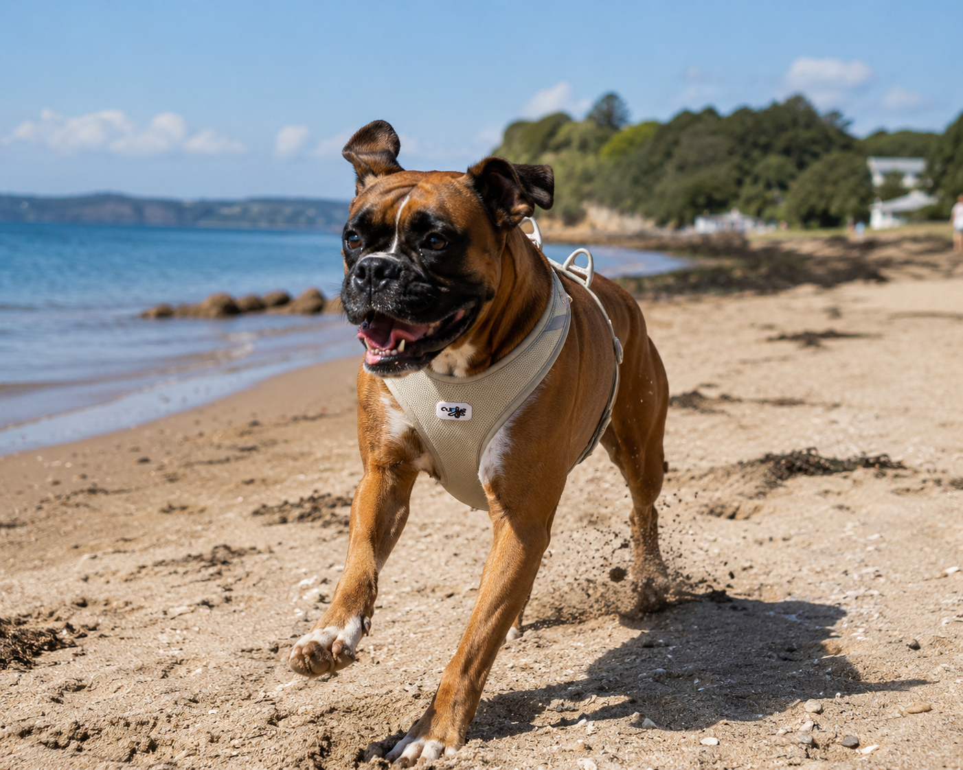 No pull dog harness NZ