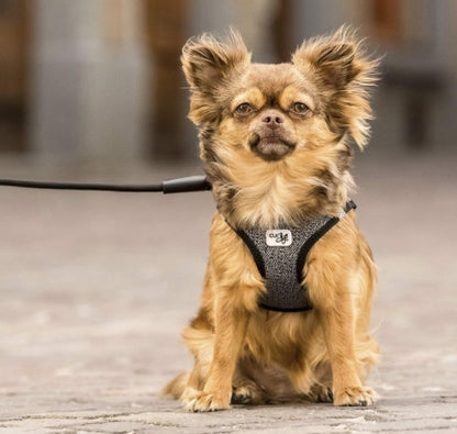 Chihuahua wearing the Curli Merino Vest Harness.