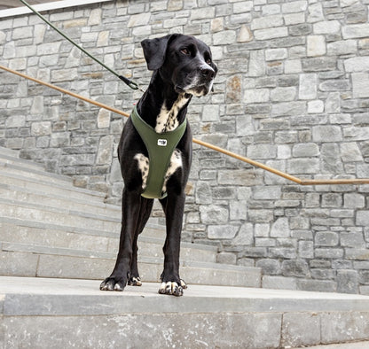 The Belka V2 Harness Moss looks comfortable on this dog.