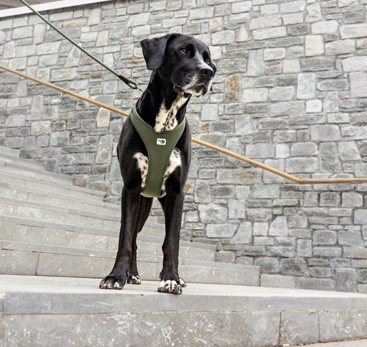 Comfortable dog harness NZ