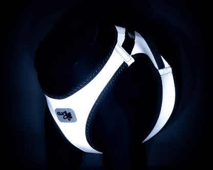 The best dog harness for walking your dog at night time.