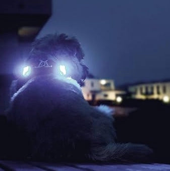 Curli Lummi led lights attached to a dogs harness for safer night time walking.