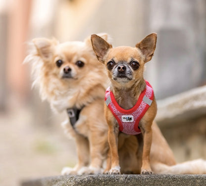Ideal for small dogs as they are  temperature regulating on warm and cool days. Two Chihuahua's wearing the Curli Merino dog harness.