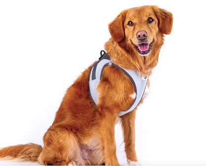 Golden Retriever wearing size XL Curli Reflective Dog Harness.