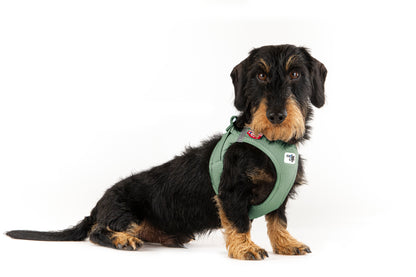 Best quality dog harness NZ