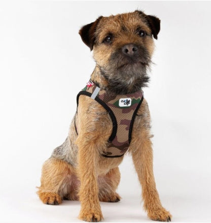 Border Terrier wearing the Curli Vest Harness Clasp Camo.