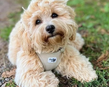 Cavoodle wearing the Curli Vest Harness Light Tan.