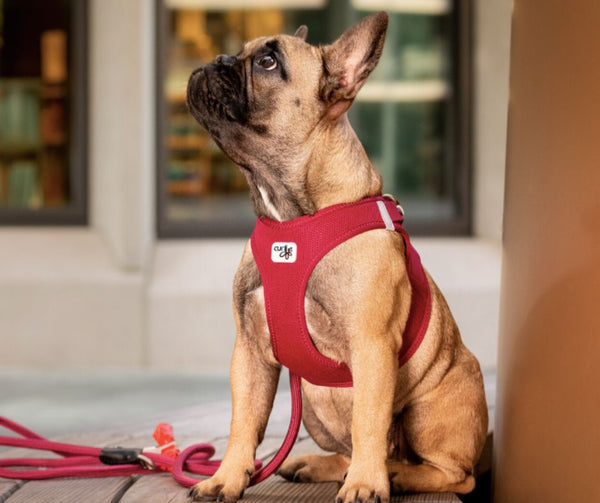 Best quality dog harness NZ