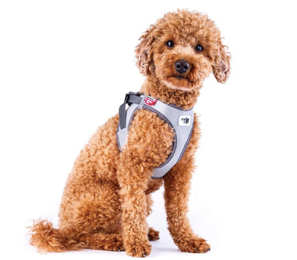 Spoodle dog wearing the Curli Glow  Reflective dog harness.