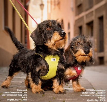 Showing Dachshunds in the Curli Vest Harness Clasp