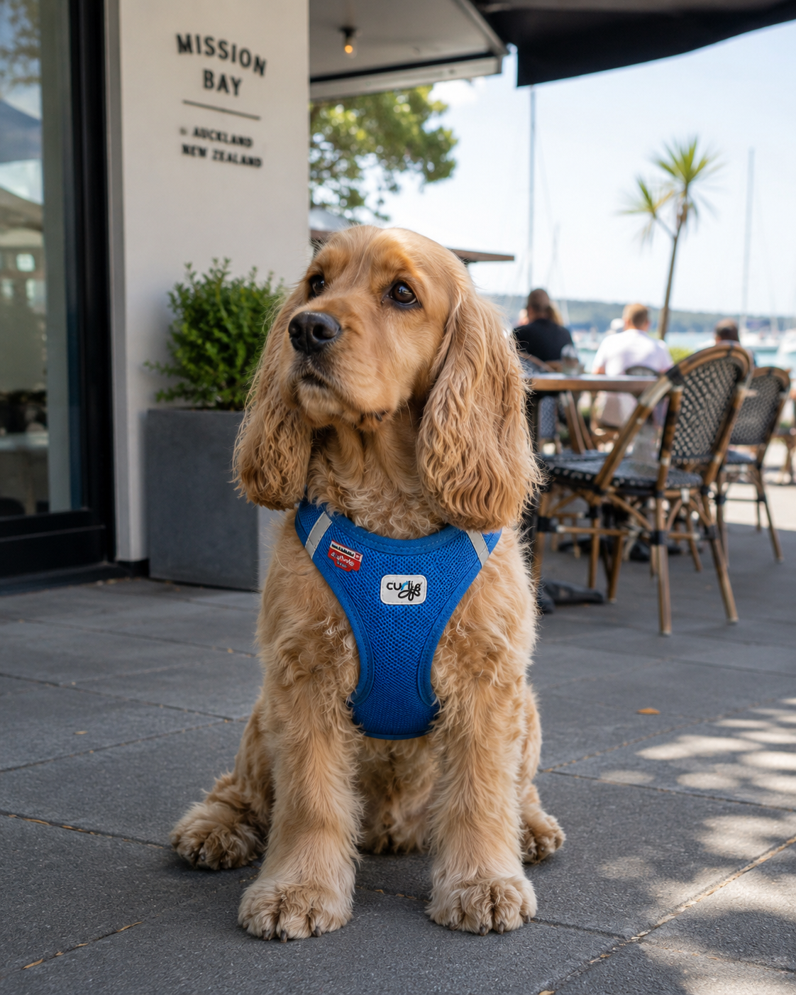 Comfortable dog harness NZ