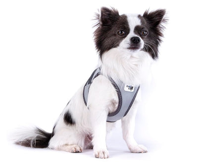 The Curli Vest Harness Reflective is ideal for small dogs.