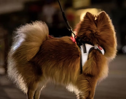 This dog harness is ideal for night time walking.