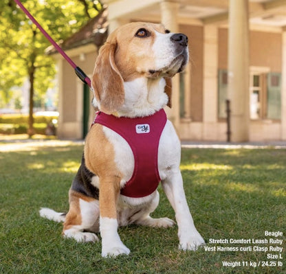Beagle wearing a Curli Vest Harness Clasp dog harness.