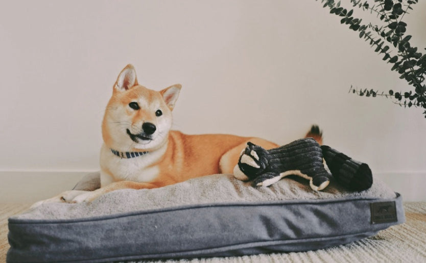 Dog lying on the Tall Tails Cushion Dog bed
