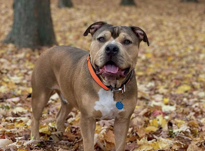 Dog wearing the Cycle Dog Reflective collar Orange with plastic buckle.
