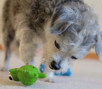 Dog playing with the Turtle dog toy