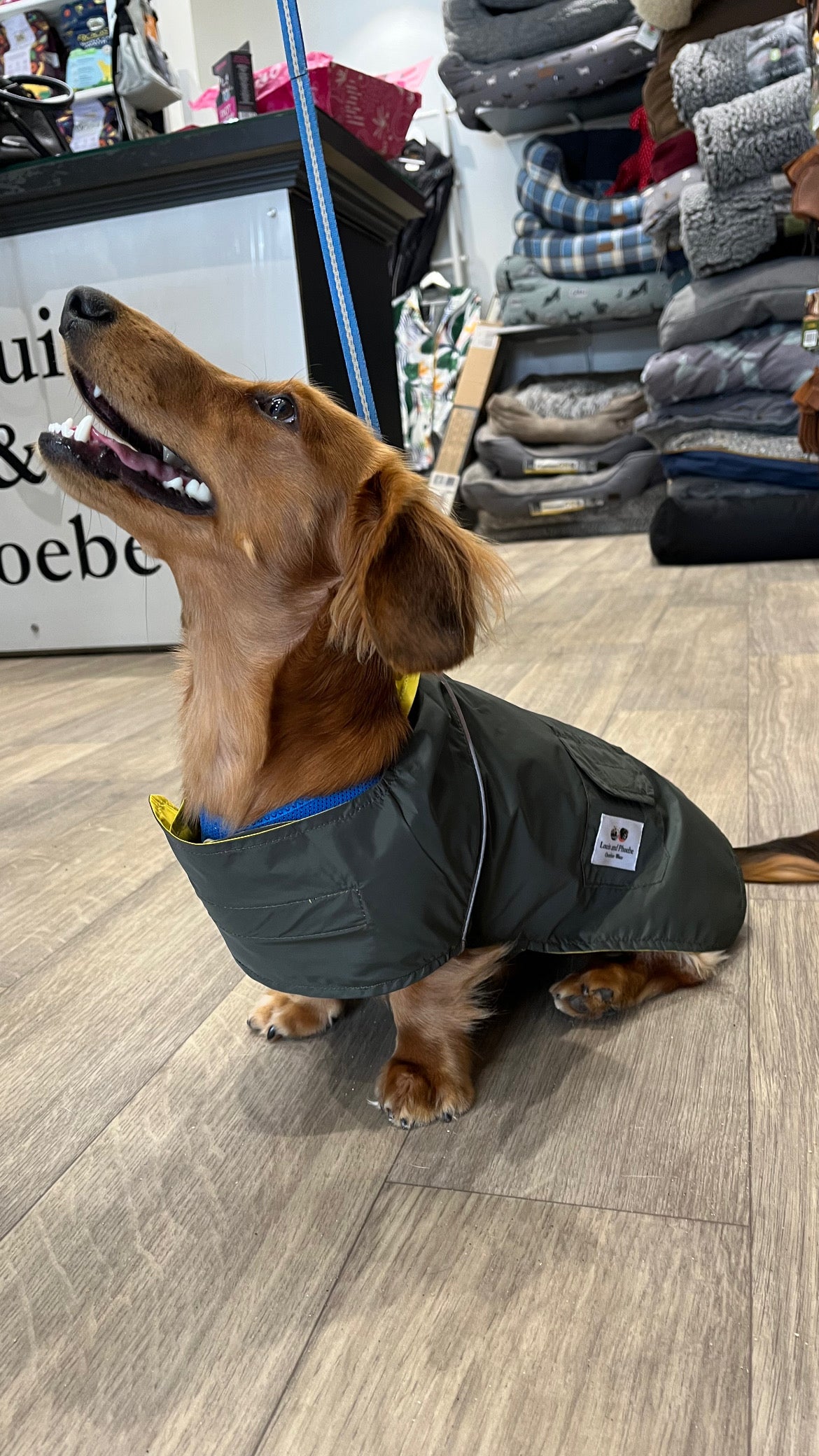 Bentley the Dachshund wearing the Louis and Phoebe Waterproof Raincoat New Zealand