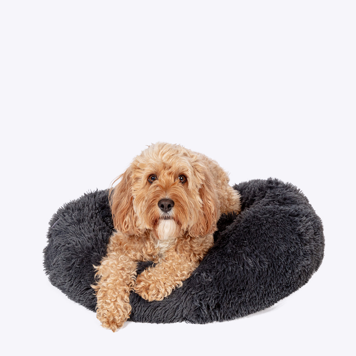NZ's favourite dog bed NZ