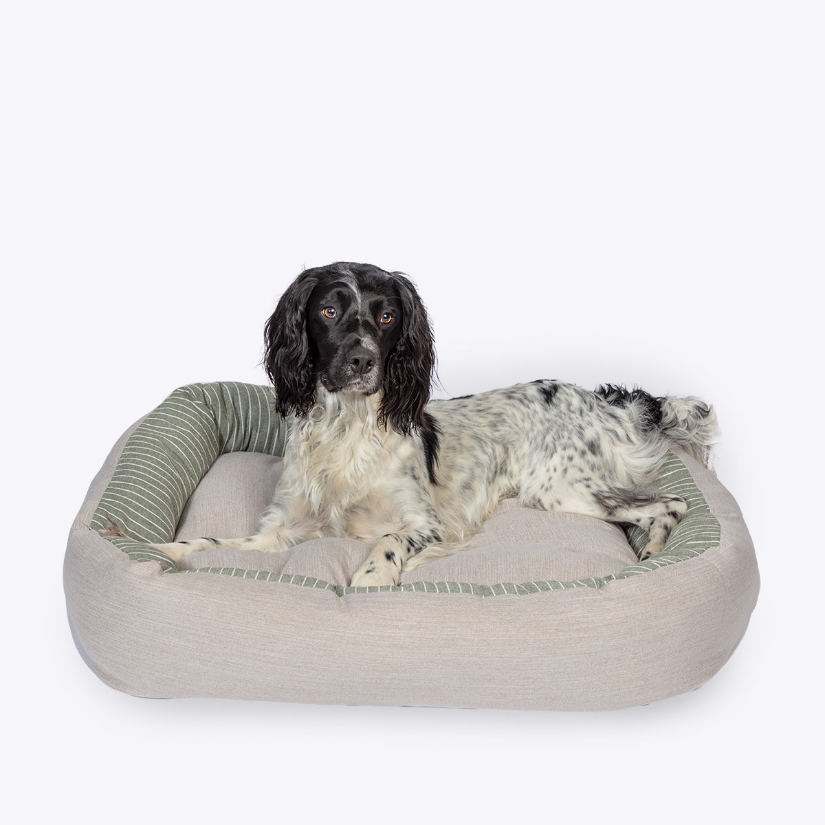 Best quality dog bed NZ