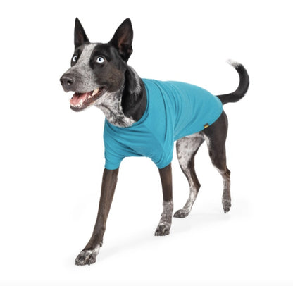 Larger dog wearing the Lagoon Blue Merino.