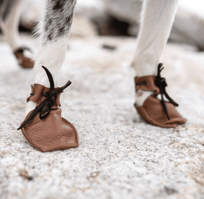 Dog wearing Dog Mocs leather shoes