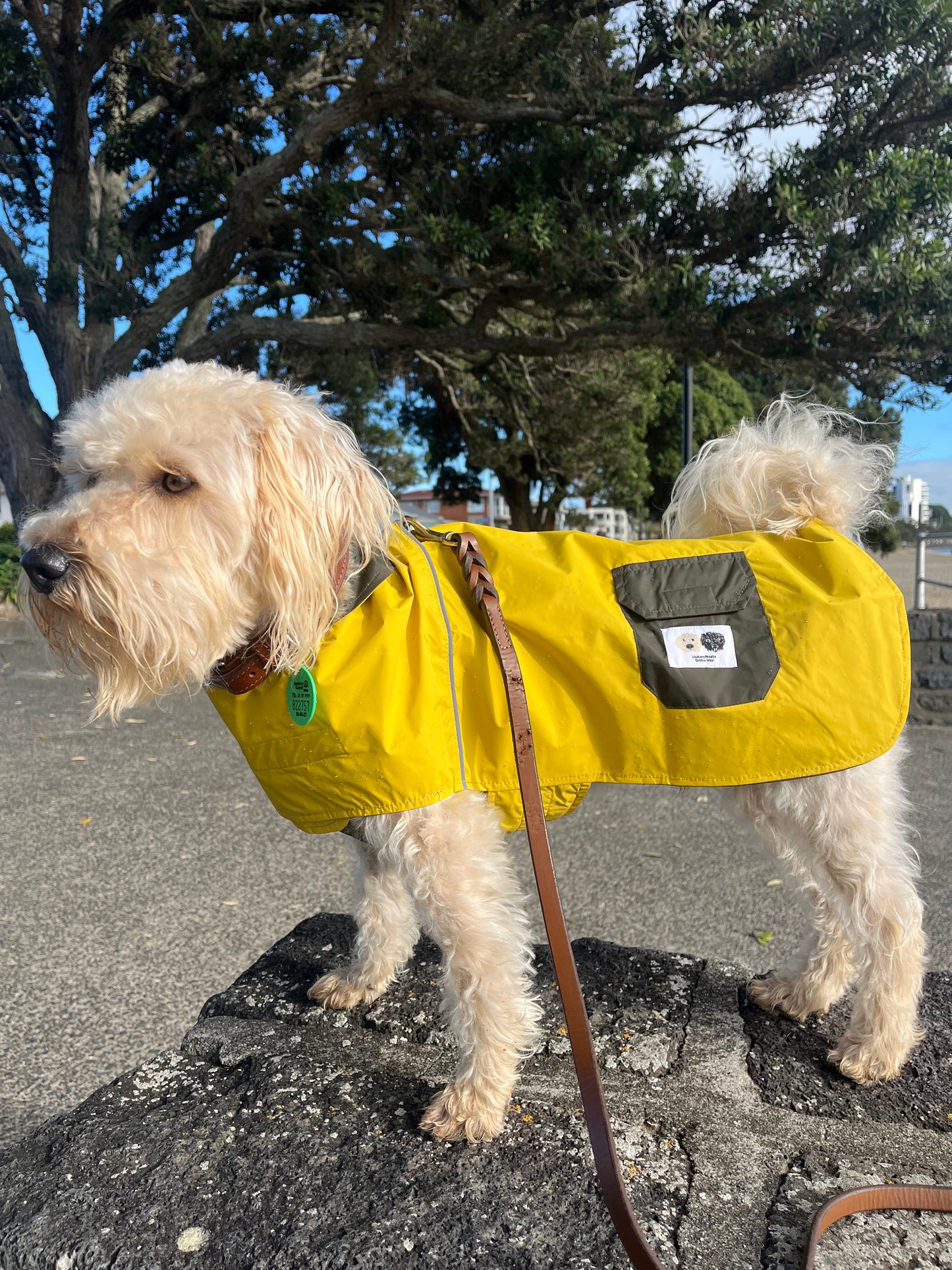 Trendy lightweight dog raincoat NZ
