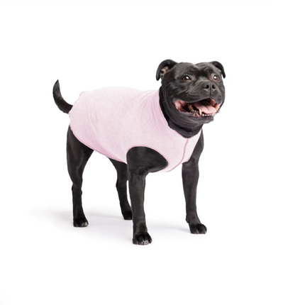 Staffie wearing a dog sun tee Pink Lemonade